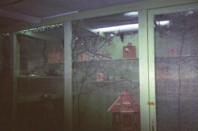 44342_finch_aviary3_2006.jpg