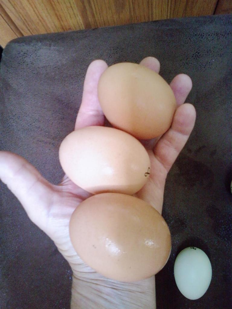 44342_huge_eggs_003.jpg