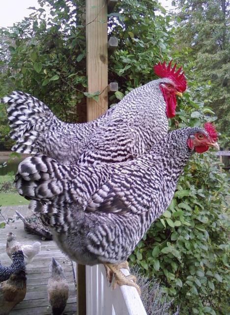 44342_missy_-_chickens_-_mocan_party_007.jpg