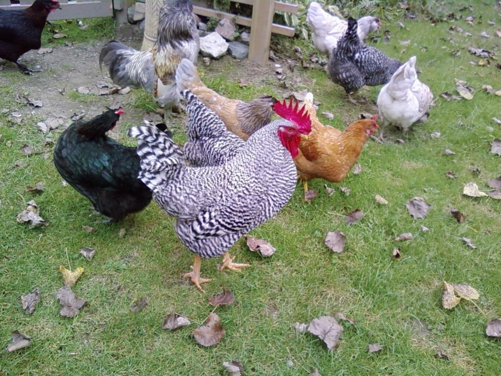 44342_missy_-_chickens_-_mocan_party_035.jpg