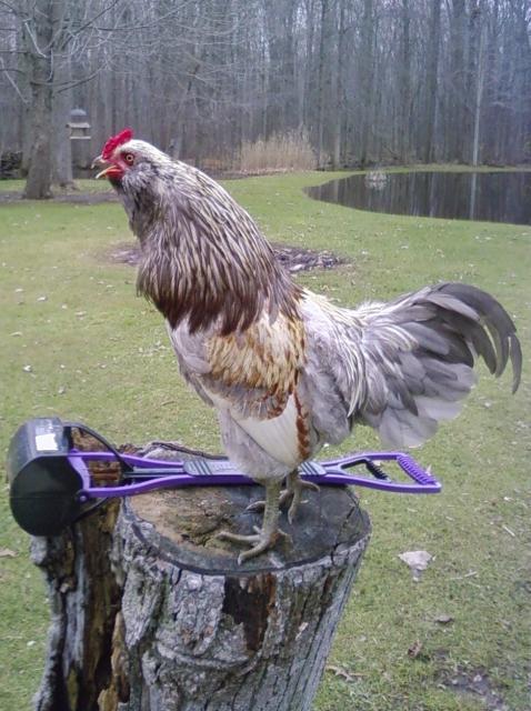 44342_sachi_with_eggs_009.jpg