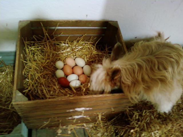 44342_sachi_with_eggs_029.jpg