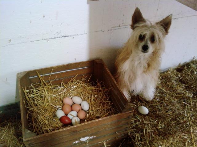 44342_sachi_with_eggs_033.jpg