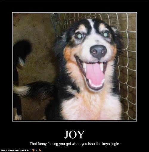 44348_funny-dog-pictures-joy-keys.jpg