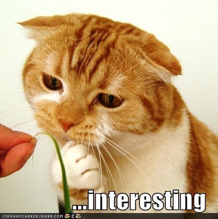 44348_funny-pictures-interesting-cat.jpg