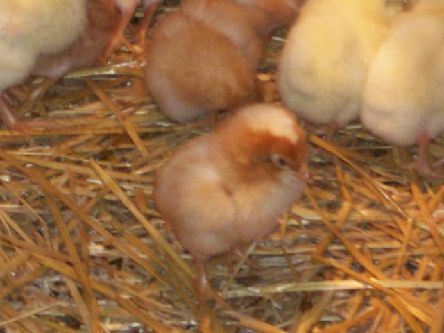 44349_chickens_010.jpg