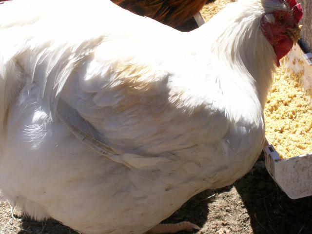 44349_chickens_035.jpg
