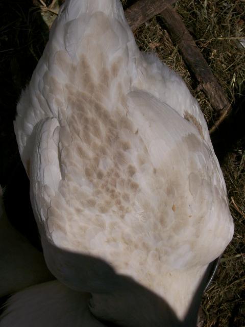 44349_chickens_040.jpg