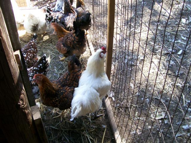 44349_chickens_045.jpg