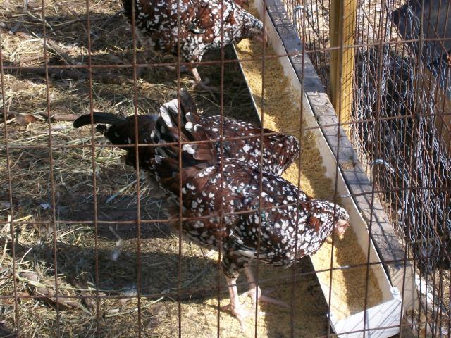 44349_chickens_047.jpg