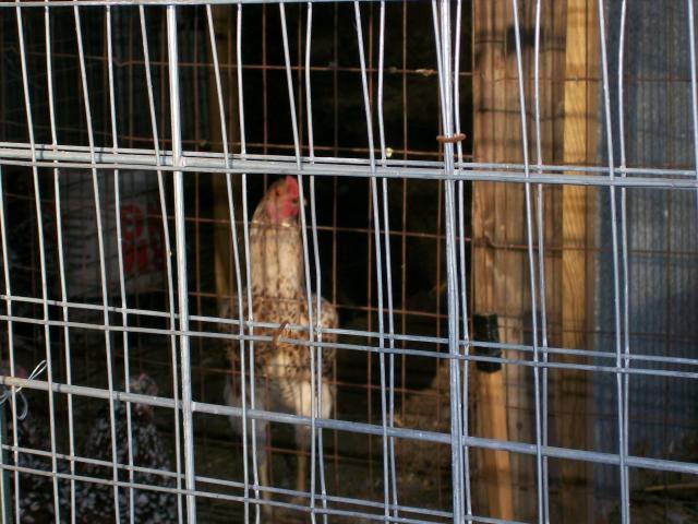 44349_chickens_053.jpg