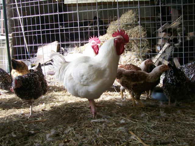 44349_chickens_058.jpg