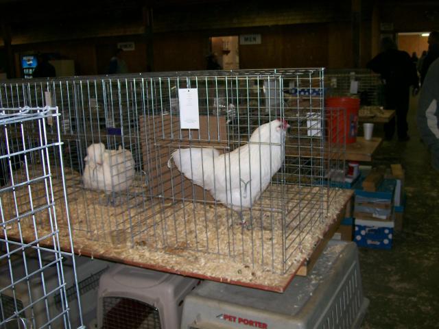44349_chickens_068.jpg