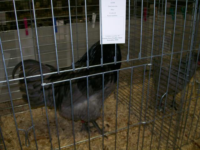 44349_chickens_070.jpg