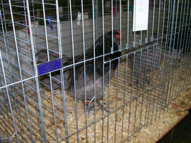 44349_chickens_071.jpg