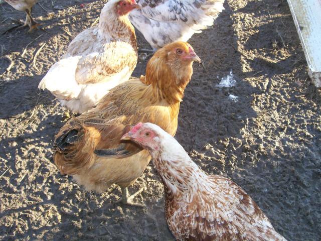 44349_chickens_073.jpg