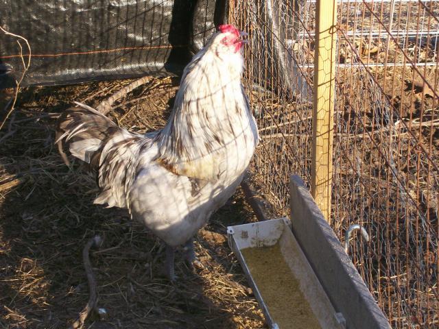 44349_chickens_075.jpg