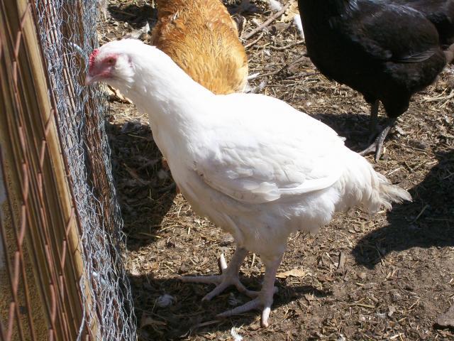 44349_chickens_083.jpg