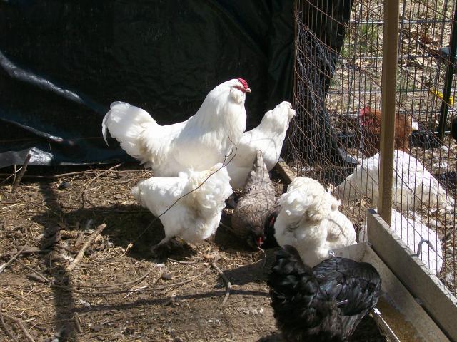 44349_chickens_107.jpg