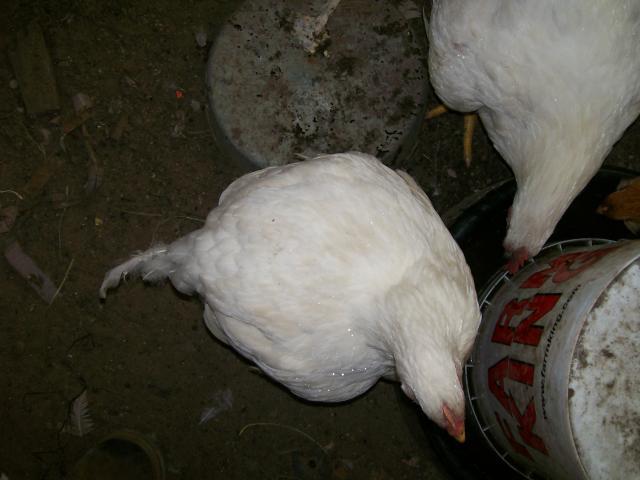 44349_chickens_10_plus_weeks_005.jpg