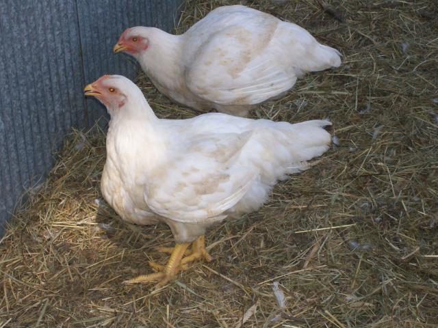 44349_chickens_115.jpg