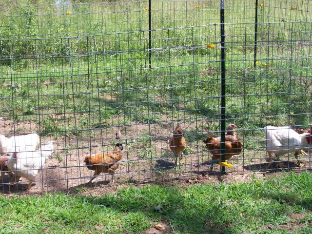 44349_chickens_15_plus_weeks_001.jpg
