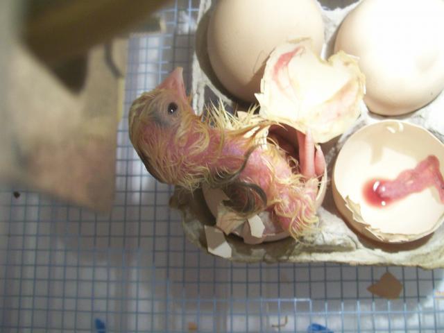 44349_chicks_004.jpg