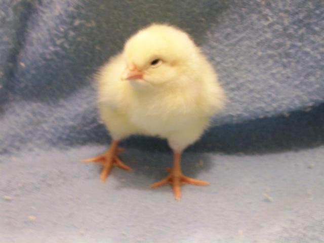 44349_chicks_009.jpg