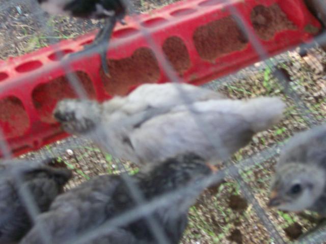 44349_chicks_023.jpg