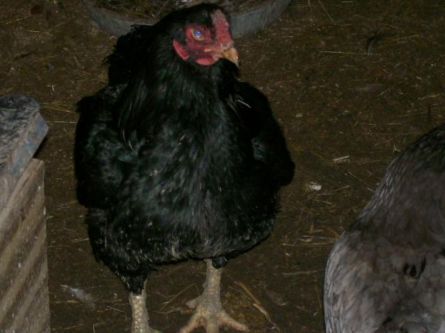 44349_cornish_009.jpg
