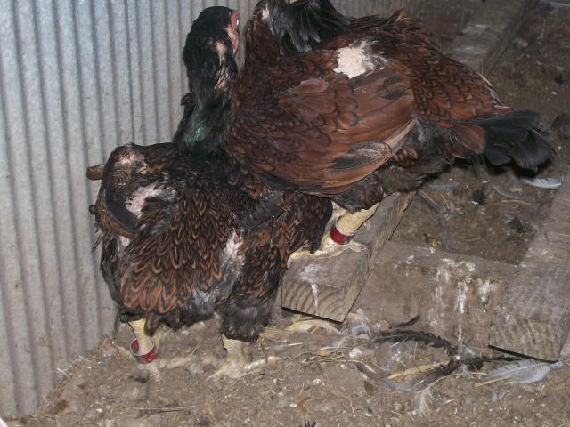 44349_cornish_027.jpg