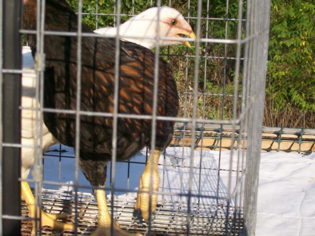 44349_cornish_047.jpg