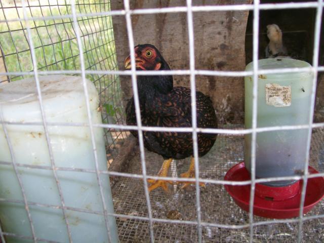 44349_cornish_050.jpg