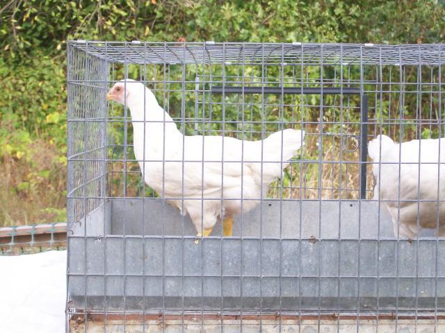 44349_cornish_068.jpg