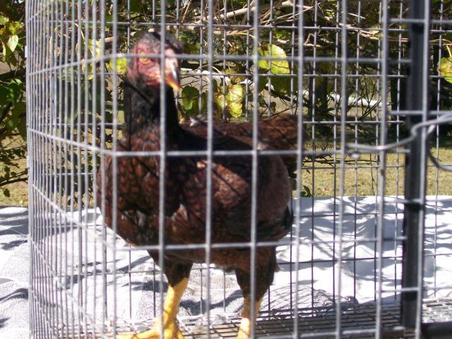 44349_cornish_087.jpg