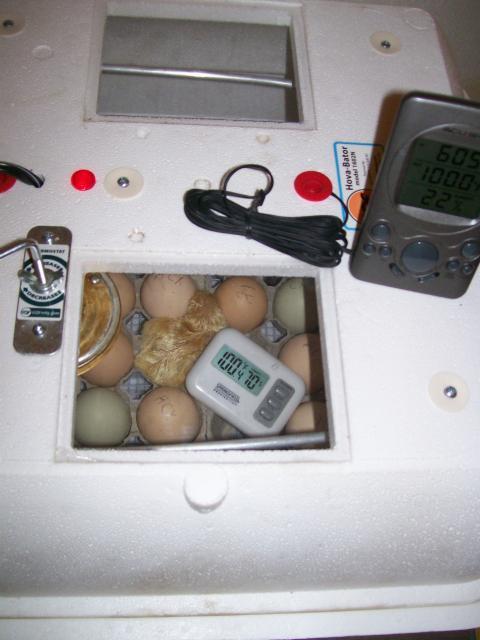 44349_cx_ee_006.jpg