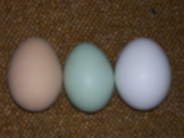 44349_eggs_002.jpg