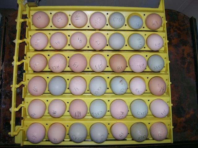 44349_eggs_004.jpg