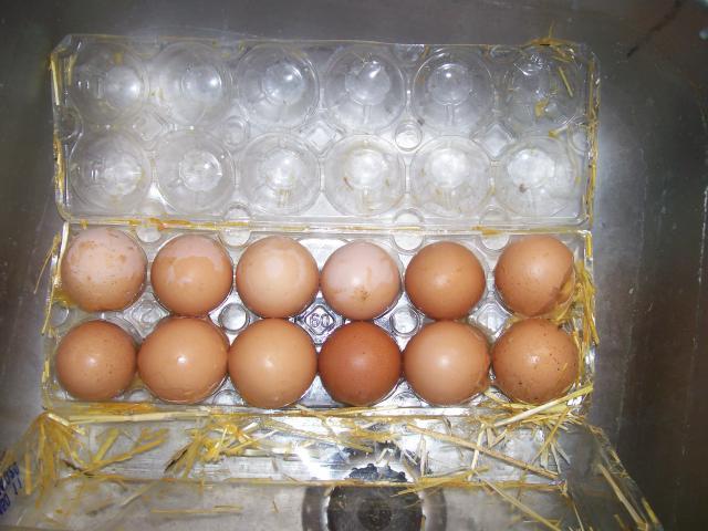 44349_eggs_009.jpg