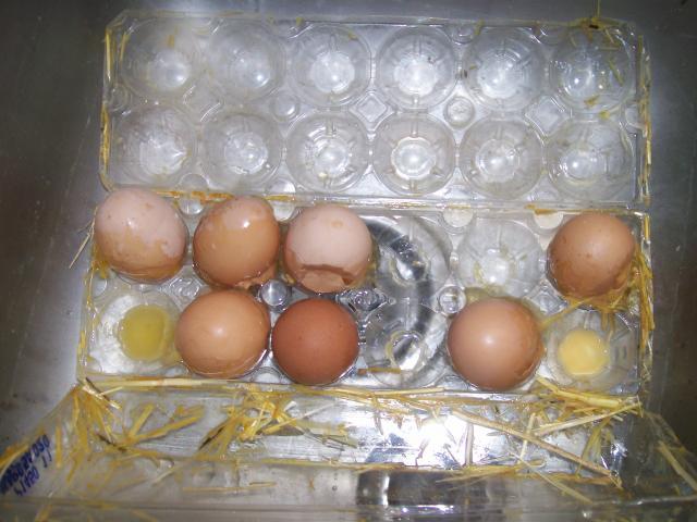 44349_eggs_010.jpg