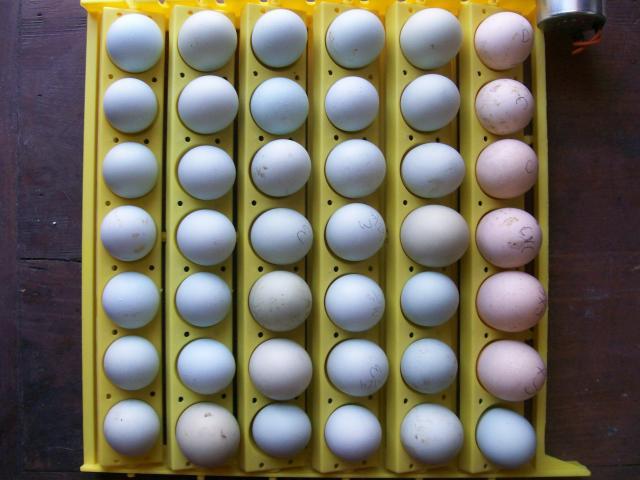 44349_eggs_013.jpg