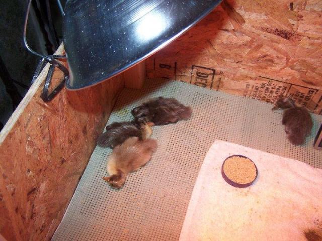 4435_brooderbabies3.jpg
