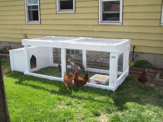 4435_duckpen1.jpg