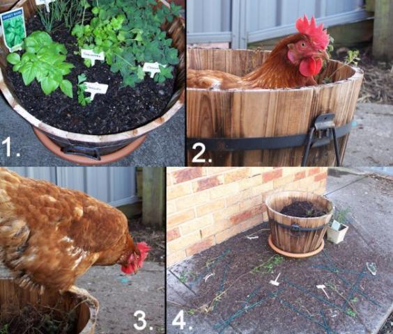 44387_chook_garden.jpg