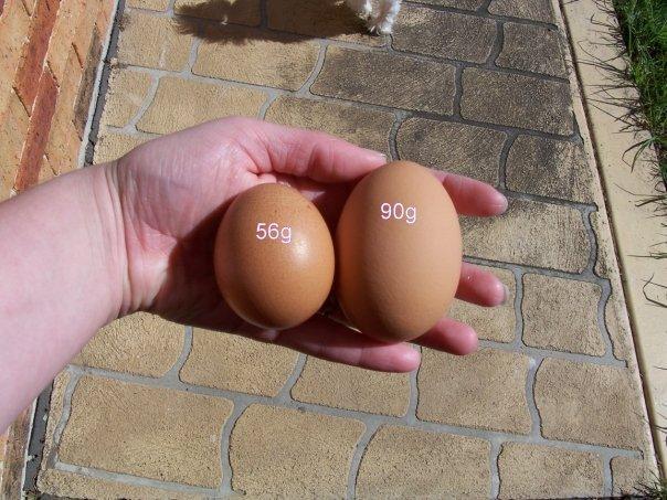 44387_egg.jpg