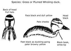 44387_plumed_whistle_duckling.jpg