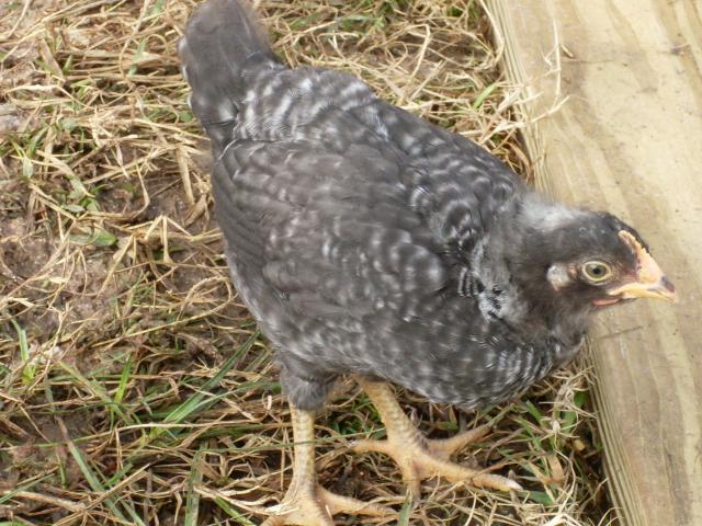 44395_sdc10252.jpg