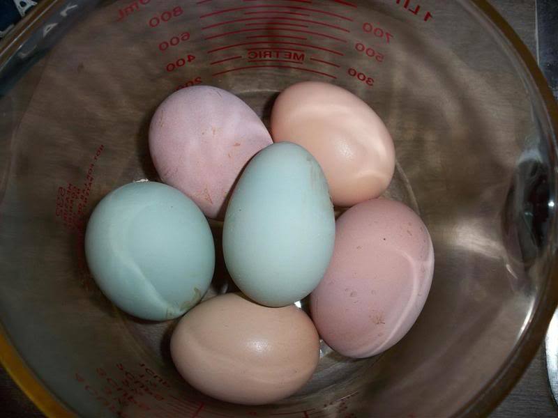 4439_araucana_eggs.jpg