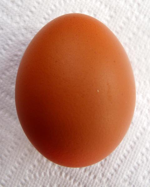 4439_barnevelder_egg.jpg