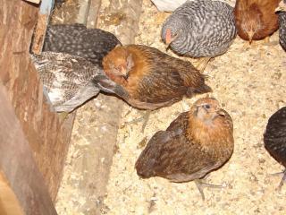 4439_caitlins_pictures_chicks_8_weeks_006.jpg